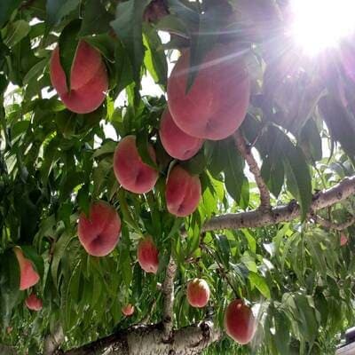 【5年連続TV出演達成】今、最も熱視線を注がれる『樹上完熟ブランド桃』2026年9月上旬より発送