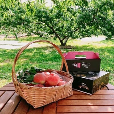 【5年連続TV出演達成】今、最も熱視線を注がれる『樹上完熟ブランド桃』2026年9月上旬より発送