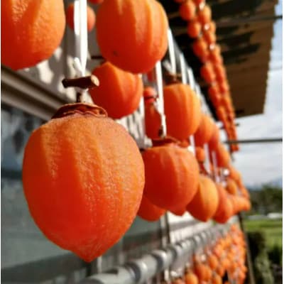 【最大糖度50度オーバー】武田信玄の伝統干し柿『幻の甲州霜降り柿』 2026年12月上旬より発送