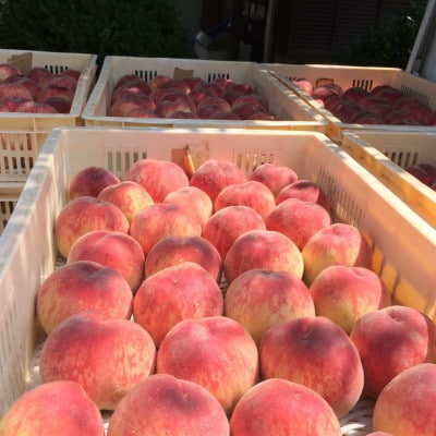 【キレのある甘酸バランス 加納岩白桃】本場山梨品種指定キャンペーン約1kg　2026年6月下旬発送