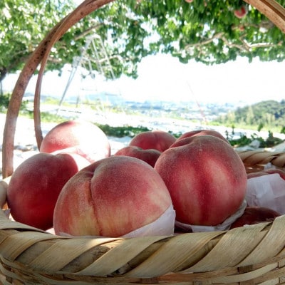 【果汁が弾ける初夏の宝石 日川白鳳】本場山梨品種指定キャンペーン1kg　6月中旬より順次発送