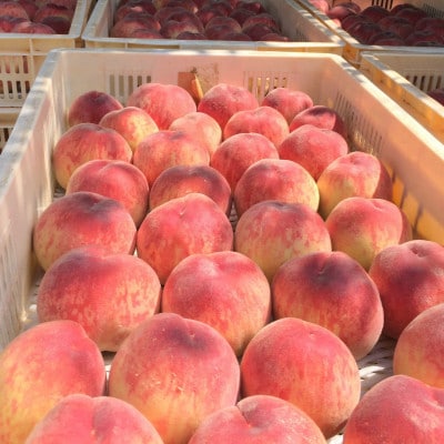 【果汁が弾ける初夏の宝石 日川白鳳】本場山梨品種指定キャンペーン1kg　6月中旬より順次発送