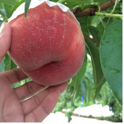 【果汁が弾ける初夏の宝石 日川白鳳】本場山梨品種指定約2kg　6月中旬より順次発送