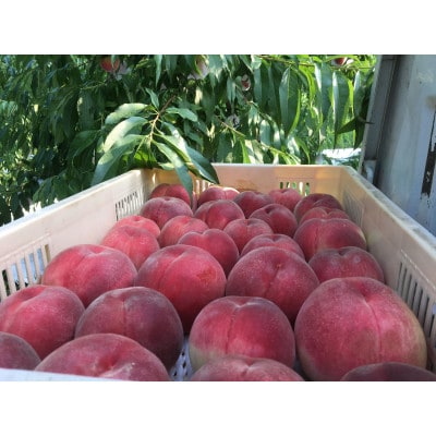 【果汁が弾ける初夏の宝石 日川白鳳】本場山梨品種指定約2kg　6月中旬より順次発送