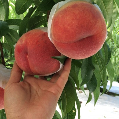 【山梨生まれ激レア品種 夢桃香】本場山梨品種指定約2kg　6月下旬より順次発送