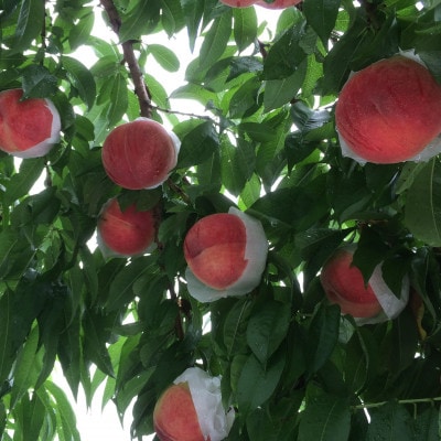 【桃の横綱気品あふれる　白鳳】本場山梨の品種指定約2kg　7月上旬より順次発送