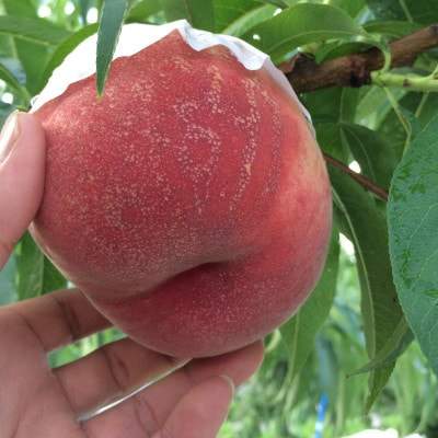 【むっちり高糖度夏の甘味王　嶺鳳】本場山梨の品種指定キャンペーンお試し約1kg　7月上旬より順次発送