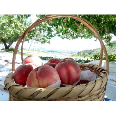 【むっちり高糖度夏の甘味王　嶺鳳】本場山梨の品種指定約2kg　7月上旬より順次発送