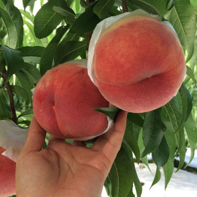 【むっちり高糖度夏の甘味王　嶺鳳】本場山梨の品種指定約2kg　7月上旬より順次発送