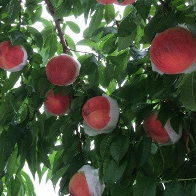 【強い甘みの大玉硬質桃 なつっこ】本場山梨の品種指定約2kg　7月中旬より順次発送