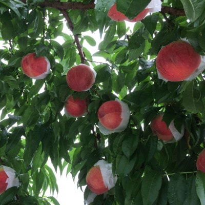 【大玉の王道ハード系 　川中島白桃】本場山梨の品種指定キャンペーンお試し約1kg　7月下旬より順次発