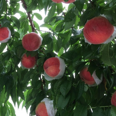 【大玉の王道ハード系 　川中島白桃】本場山梨の品種指定約2kg　7月下旬より順次発