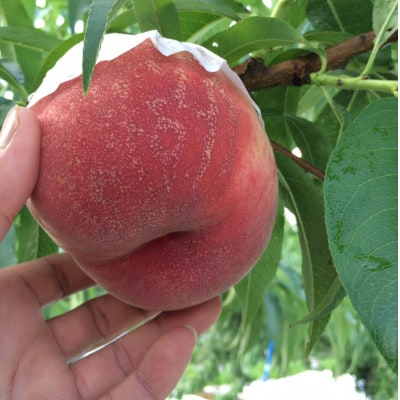 【気品ある隠れた名桃　幸茜】本場山梨の品種指定キャンペーンお試し約1kg　8月中旬より順次発送