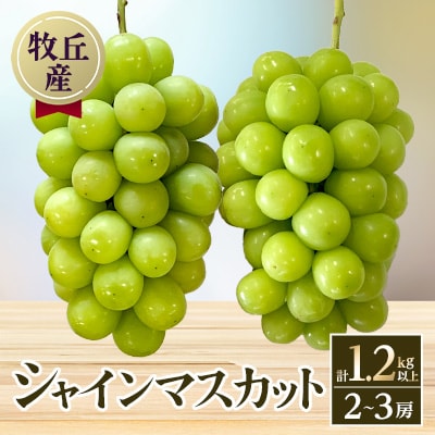 山梨直送!!シャインマスカット 2～3房(計1.2kg以上)
