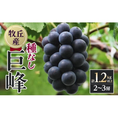 【2026年発送　先行受付】山梨直送!!種なし巨峰2～3房(1.2kg以上)