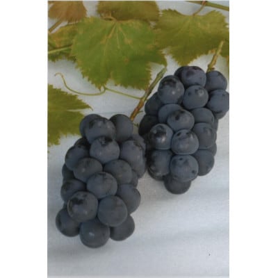 【2026年発送　先行受付】山梨直送!!種なし巨峰2～3房(1.2kg以上)