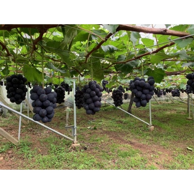 【2026年発送　先行受付】山梨直送!!種なし巨峰2～3房(1.2kg以上)