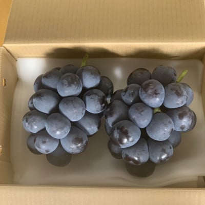 【2026年発送　先行受付】山梨直送!!種なし巨峰2～3房(1.2kg以上)