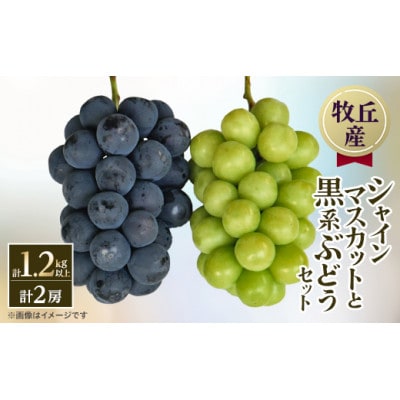 【2026年発送　先行受付】山梨直送!!シャインマスカットと黒系ぶどう　2房(1.2kg以上)