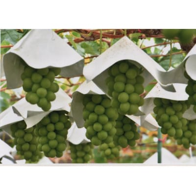 【2026年発送　先行受付】山梨直送!!シャインマスカットと黒系ぶどう　2房(1.2kg以上)