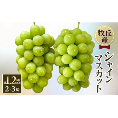 【2026年発送　先行受付】山梨直送!!シャインマスカット 2～3房(1.2kg以上)