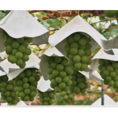 【2026年発送　先行受付】山梨直送!!シャインマスカット 2～3房(1.2kg以上)