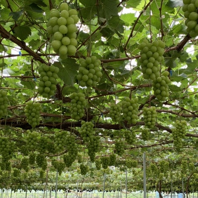 【2026年発送　先行受付】山梨直送!!シャインマスカット 2～3房(1.2kg以上)