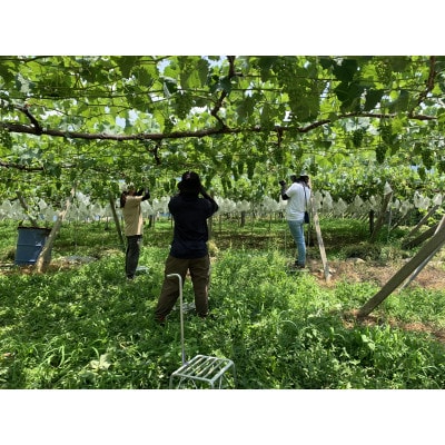 【2026年発送　先行受付】山梨直送!!シャインマスカット 2～3房(1.2kg以上)