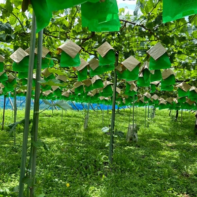 【2026年発送】【訳あり】山梨市産シャインマスカットつぶつぶ 1kg