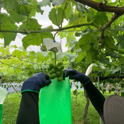 【2026年発送】【訳あり】山梨市産シャインマスカットつぶつぶ 1kg