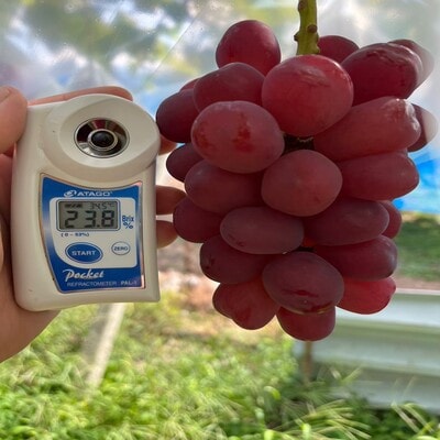 2027年発送先行受付【見つけたらラッキー】この時期しか食べれない数に限りのある希少品種富士の輝