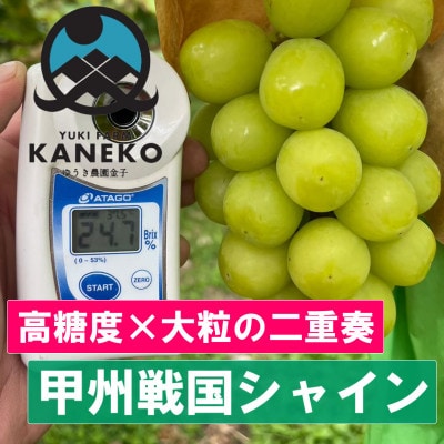 【今逃せば1年待ち】生産量日本一が誇る甲州戦国シャインマスカットプレミアム2025年9月下旬より発送