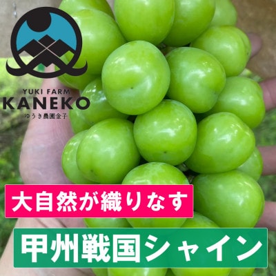【この時期逃せば1年待ち】本場山梨の甲州戦国シャインマスカット お試し2025年9月下旬より発送