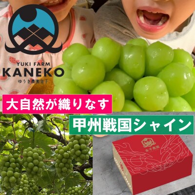 【本場山梨の大自然が生み出す甲州戦国ブラン】甲州戦国シャインマスカット2025年9月下旬より発送