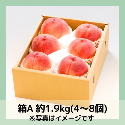 山梨 萩原フルーツ農園の桃　白桃A (約1.9kg 4～8個入)