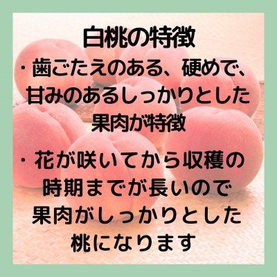 山梨 萩原フルーツ農園の桃　白桃B (約2.8kg 5～10個入)