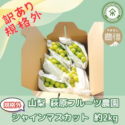数量限定! 山梨 萩原フルーツ農園の【訳あり規格外品】シャインマスカット 約2kg　