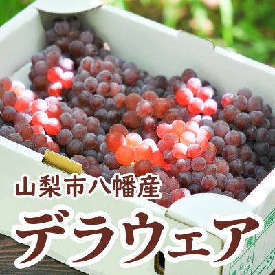 山梨市八幡産デラウェア!びっくり大房種無しぶどう2Lサイズ5～7房(約2kg)
