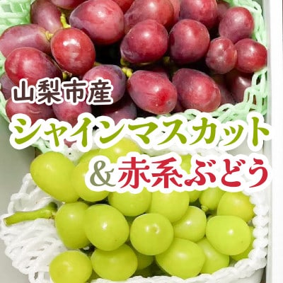 シャインマスカット&赤系ぶどう 各1房(2房合計1kg程度)