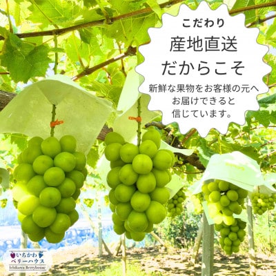 農園直送!厳選!山梨産シャインマスカット2房(1kg以上)