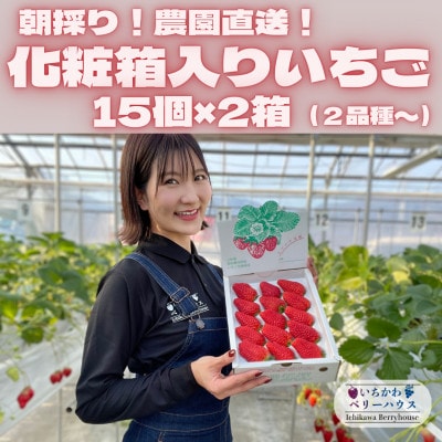 【2026年配送】朝採り!農園直送!化粧箱入りいちご15個入り×2箱(2品種〜)