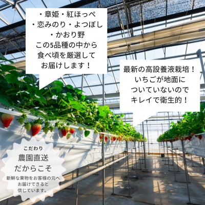 【2026年配送】朝採り!農園直送!化粧箱入りいちご15個入り×2箱(2品種〜)