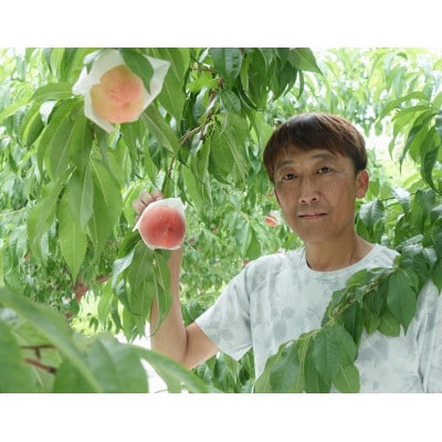 山梨県産白桃2kg箱(5～8玉)
