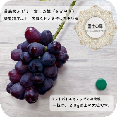 富士の輝　大房800g以上　1房