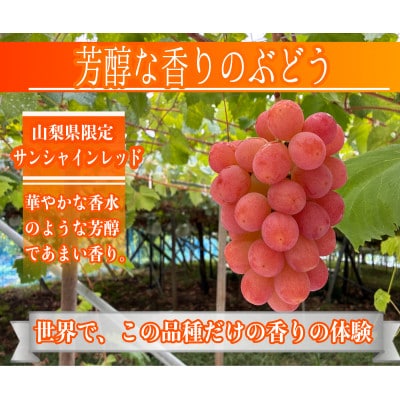 【2026年先行予約】サンシャインレッド 富士の輝 シャインマスカット 2kg 3房(各1房)