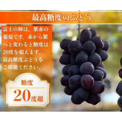 【2026年先行予約】サンシャインレッド 富士の輝 シャインマスカット 2kg 3房(各1房)