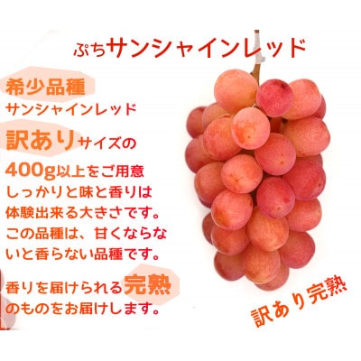 【2026年先行予約】サンシャインレッドとシャインマスカット　美味しい訳あり計1kg詰め合わせ
