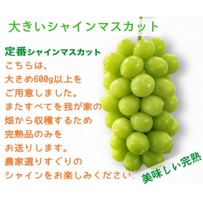 【2026年先行予約】サンシャインレッドとシャインマスカット　美味しい訳あり計1kg詰め合わせ