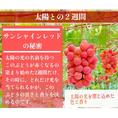 【2026年先行予約】サンシャインレッドとシャインマスカット　美味しい訳あり計1kg詰め合わせ