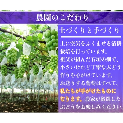 【2026年先行予約】シャインマスカット 1房 800g 小さな農家のこだわりシャイン